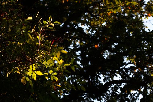 Leaves 1289