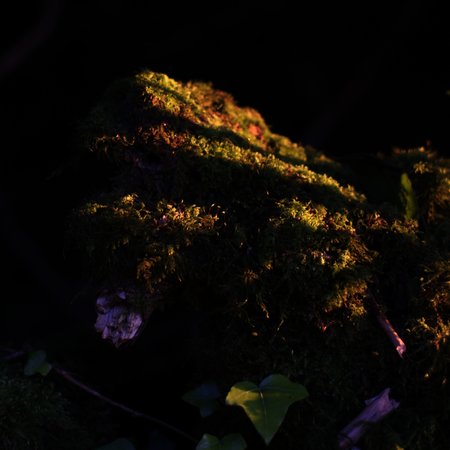 Moss 1328