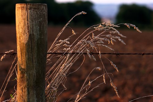 Fence and Dead Grass 1331