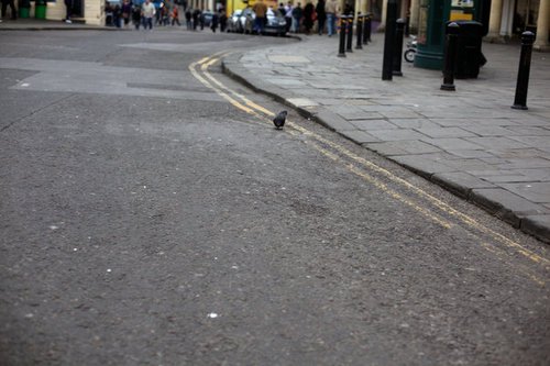 Pigeon 0764